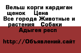 Вельш корги кардиган щенок  › Цена ­ 35 000 - Все города Животные и растения » Собаки   . Адыгея респ.